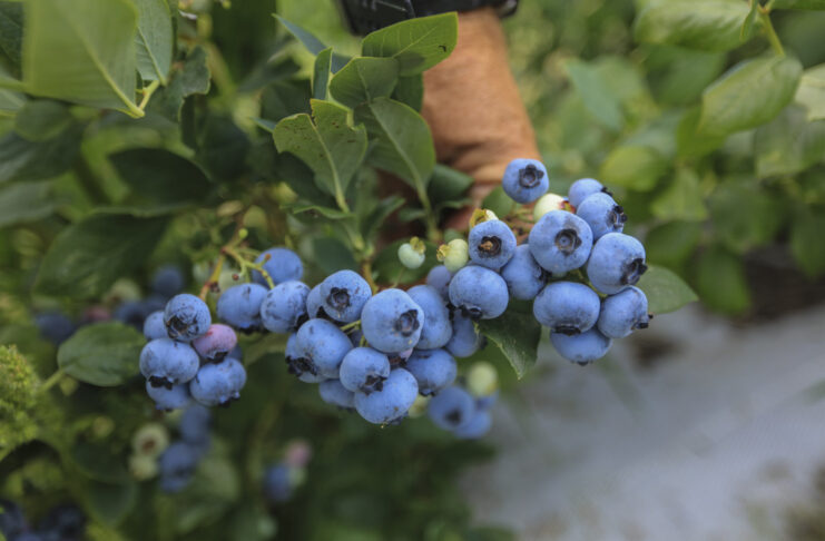 O takim plonie borówek wielu może pomarzyć. Oto najnowsze dane z Maroko