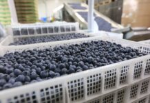 Pierwszy sezon eksportu polskiej borówki do Indii