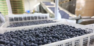 Pierwszy sezon eksportu polskiej borówki do Indii