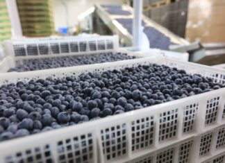 Pierwszy sezon eksportu polskiej borówki do Indii