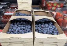 Świat chce więcej borówek – zwłaszcza Ameryka Północna i Europa