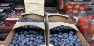 Świat chce więcej borówek – zwłaszcza Ameryka Północna i Europa