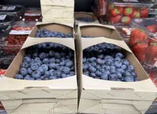 Świat chce więcej borówek – zwłaszcza Ameryka Północna i Europa