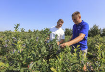 Borówka ‘Chandler’ jak marzenie – wizyta w gospodarstwie Karola Binkiewicza