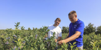 Borówka ‘Chandler’ jak marzenie – wizyta w gospodarstwie Karola Binkiewicza