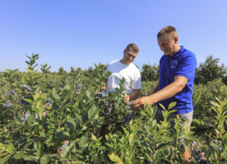 Borówka ‘Chandler’ jak marzenie – wizyta w gospodarstwie Karola Binkiewicza
