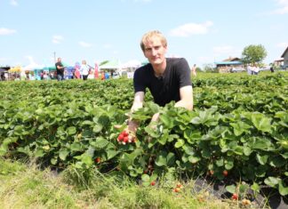 Red Himalaya, Marly, Duchesse i Marvella – truskawki od Kaack w projekcie „Truskawkowe Inspiracje”