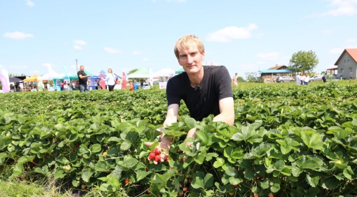 Red Himalaya, Marly, Duchesse i Marvella – truskawki od Kaack w projekcie „Truskawkowe Inspiracje”