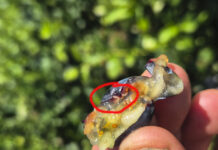 Muszka plamoskrzydła Drosophila suzukii – jak rozpoznać i czym zwalczać w borówce