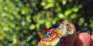 Muszka plamoskrzydła Drosophila suzukii – jak rozpoznać i czym zwalczać w borówce