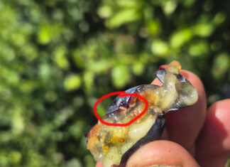 Muszka plamoskrzydła Drosophila suzukii – jak rozpoznać i czym zwalczać w borówce