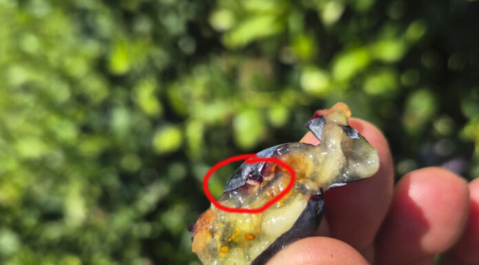 Muszka plamoskrzydła Drosophila suzukii – jak rozpoznać i czym zwalczać w borówce