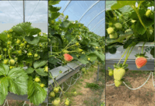 Wdrażanie systemów zarządzania kosztami w uprawie owoców jagodowych (cz. I) – prognozowanie zbiorów i zapotrzebowania na opakowania truskawki zbiór