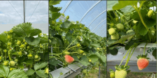 Wdrażanie systemów zarządzania kosztami w uprawie owoców jagodowych (cz. I) – prognozowanie zbiorów i zapotrzebowania na opakowania truskawki zbiór