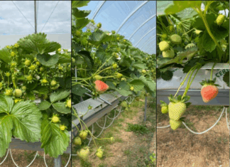 Wdrażanie systemów zarządzania kosztami w uprawie owoców jagodowych (cz. I) – prognozowanie zbiorów i zapotrzebowania na opakowania truskawki zbiór