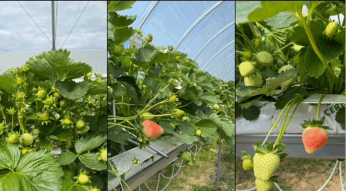 Wdrażanie systemów zarządzania kosztami w uprawie owoców jagodowych (cz. I) – prognozowanie zbiorów i zapotrzebowania na opakowania truskawki zbiór