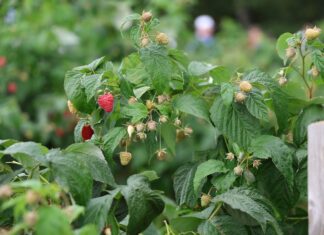 Produkcja jagodowych w Polsce. GUS podał najnowsze szacunki