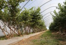 Jesienne nawożenie borówek – warto pamiętać o borze i cynku