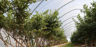 Jesienne nawożenie borówek – warto pamiętać o borze i cynku