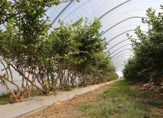 Jesienne nawożenie borówek – warto pamiętać o borze i cynku