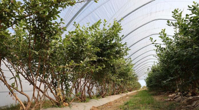 Jesienne nawożenie borówek – warto pamiętać o borze i cynku