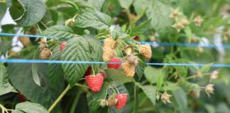 Nowe kierunki w nawożeniu malin maliny, malinowe factory, magna aktiv