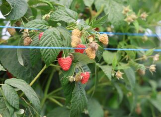 Nowe kierunki w nawożeniu malin maliny, malinowe factory, magna aktiv