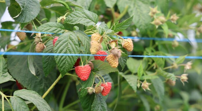 Nowe kierunki w nawożeniu malin maliny, malinowe factory, magna aktiv