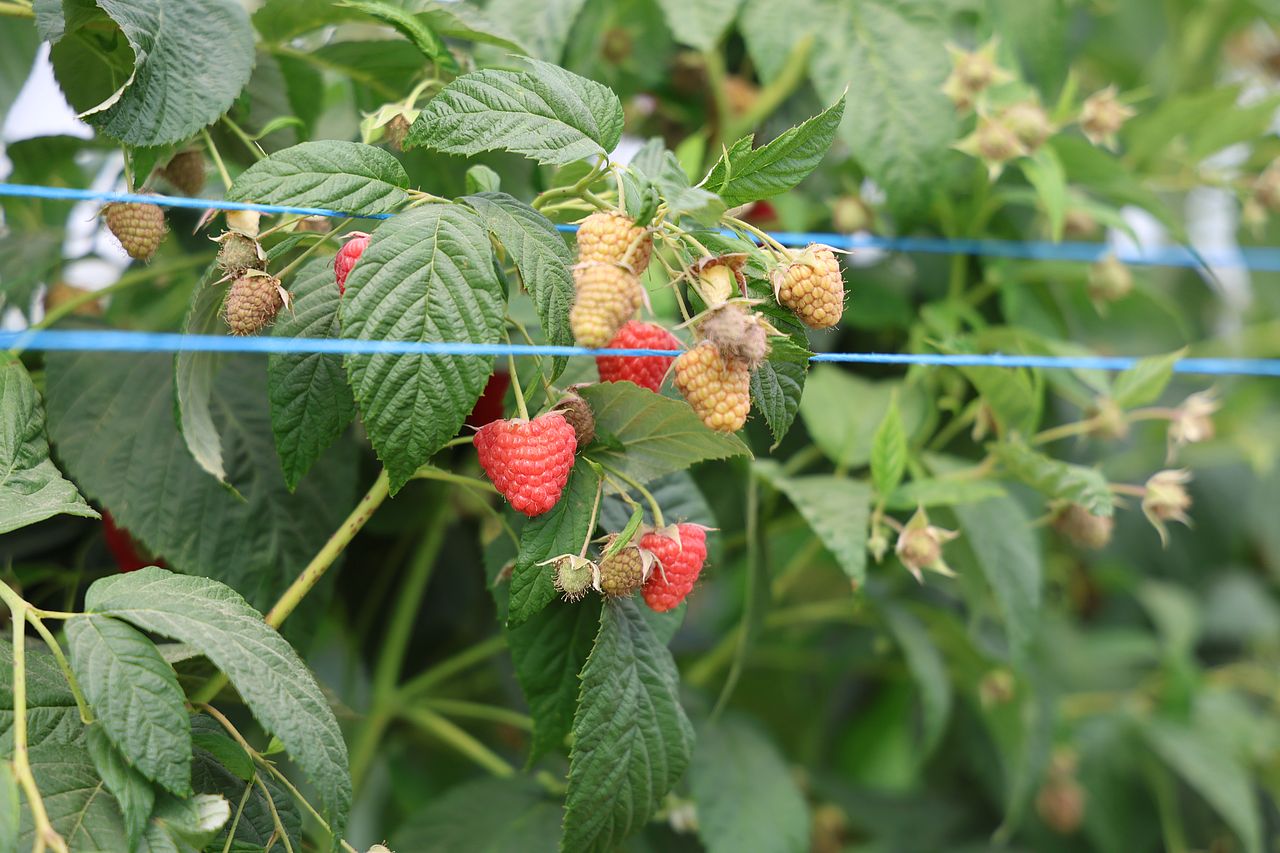 maliny, malinowe factory, magna aktiv