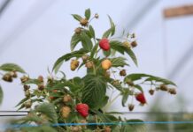 Polska wciąż liderem w produkcji malin w UE, jednak rynek mocno się zmienia produkcja malin w Polsce, maliny,