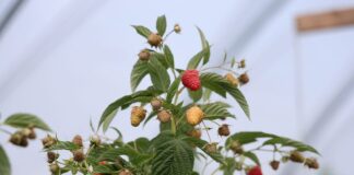 Polska wciąż liderem w produkcji malin w UE, jednak rynek mocno się zmienia produkcja malin w Polsce, maliny,