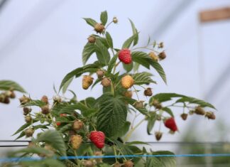 Polska wciąż liderem w produkcji malin w UE, jednak rynek mocno się zmienia produkcja malin w Polsce, maliny,