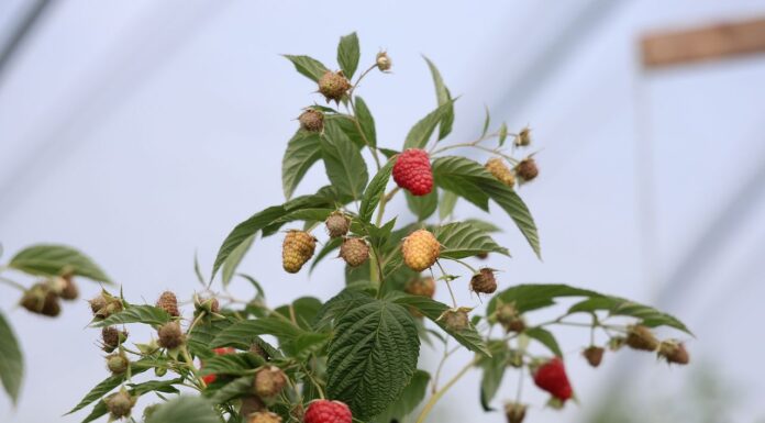 Polska wciąż liderem w produkcji malin w UE, jednak rynek mocno się zmienia produkcja malin w Polsce, maliny,