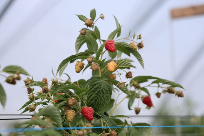 8K9A1739_08_30_2025 produkcja malin w Polsce, maliny,