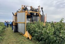 Inwestycje w gospodarstwach rolnych zwiększające konkurencyjność – trwa nabór! zbiór malin przemysłowych