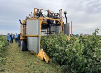 Inwestycje w gospodarstwach rolnych zwiększające konkurencyjność – trwa nabór! zbiór malin przemysłowych