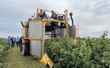 Inwestycje w gospodarstwach rolnych zwiększające konkurencyjność – trwa nabór! zbiór malin przemysłowych