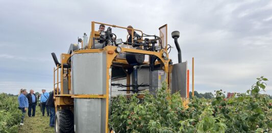 Maliny przemysłowe 2026. Wnioski po trudnym sezonie maliny przemysłowe, zbiór malin przemysłowych