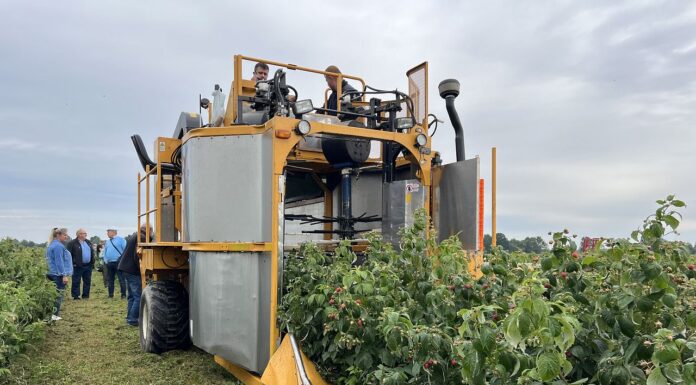 Inwestycje w gospodarstwach rolnych zwiększające konkurencyjność – trwa nabór! zbiór malin przemysłowych