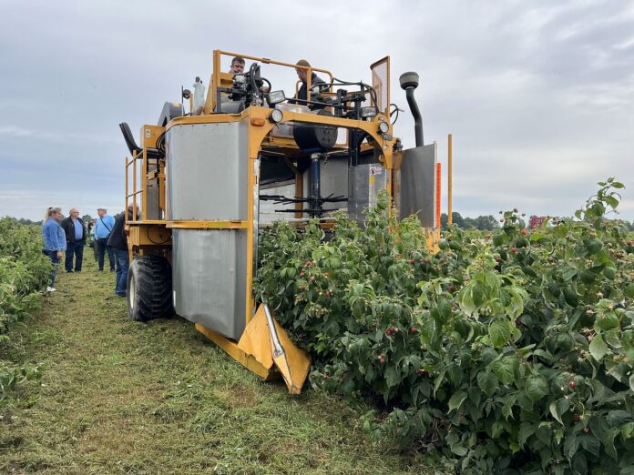 B8E344B5-8982-4B45-908A-AE2B9A3752CB_09_08_2025 zbiór malin przemysłowych