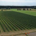 co dalej z malinami przemysłowymi