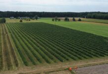 Co dalej z malinami przemysłowymi? co dalej z malinami przemysłowymi