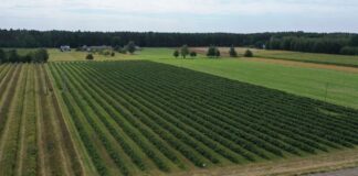 Co dalej z malinami przemysłowymi? co dalej z malinami przemysłowymi