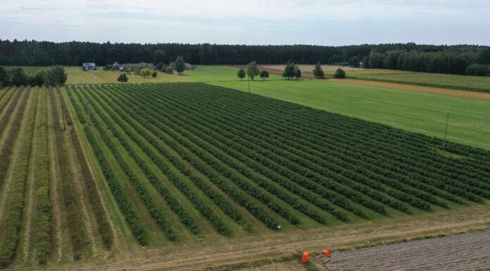 Co dalej z malinami przemysłowymi? co dalej z malinami przemysłowymi