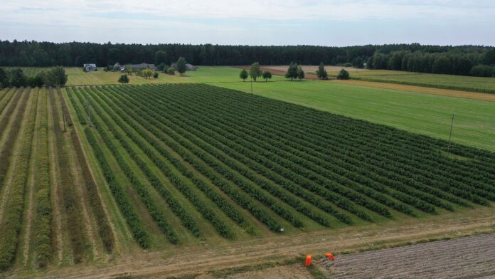 co dalej z malinami przemysłowymi