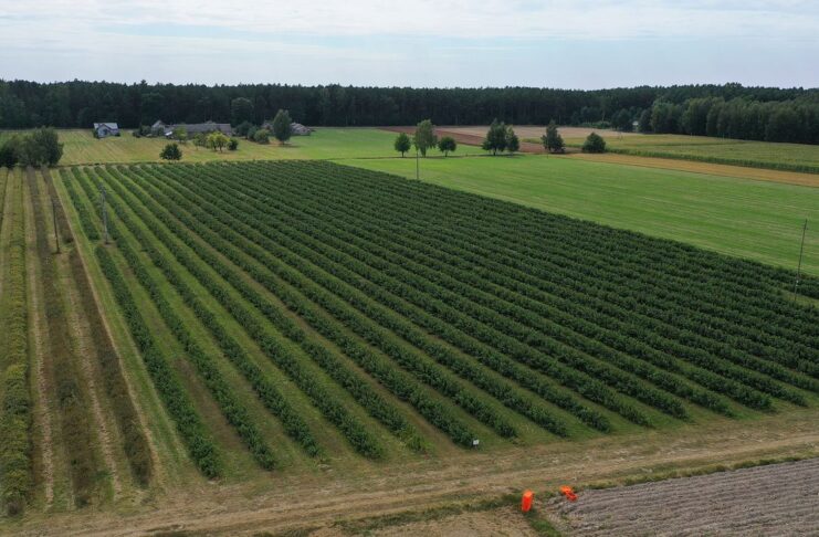 Co dalej z malinami przemysłowymi? co dalej z malinami przemysłowymi