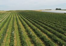 Lepsza trwałość i jakość borówek nawet w trudnym sezonie lepsza jakość i trwałość borówek, borówki