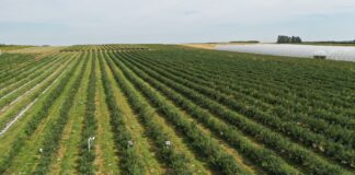 Lepsza trwałość i jakość borówek nawet w trudnym sezonie lepsza jakość i trwałość borówek, borówki