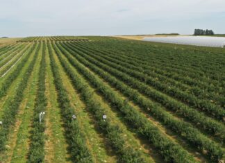 Lepsza trwałość i jakość borówek nawet w trudnym sezonie lepsza jakość i trwałość borówek, borówki