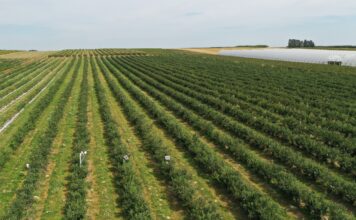 Jagodowa produkcja okiem GUS. Jaki był sezon 2025? lepsza jakość i trwałość borówek, borówki